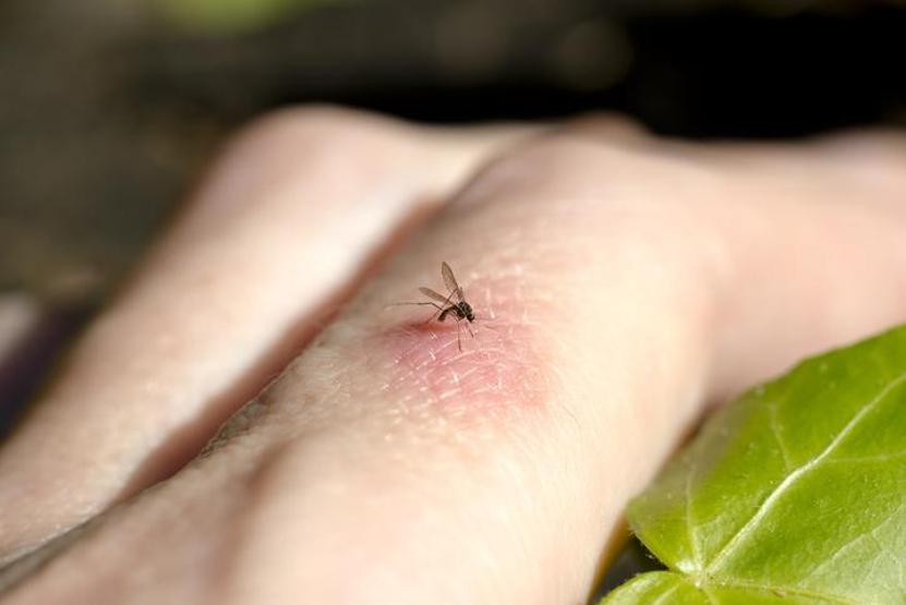 Ölüm taşıyan sivrisinek cinsi: Aedes