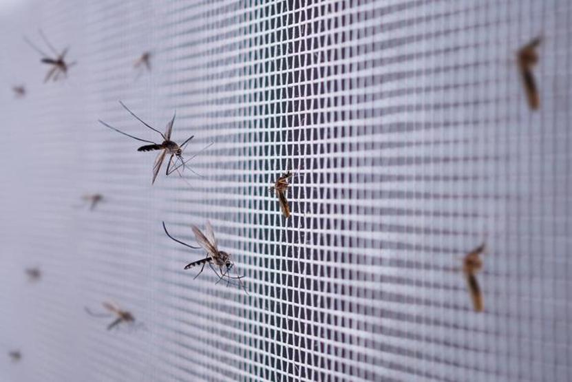 Ölüm taşıyan sivrisinek cinsi: Aedes