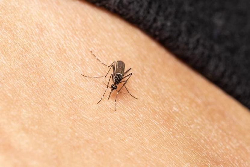 Ölüm taşıyan sivrisinek cinsi: Aedes