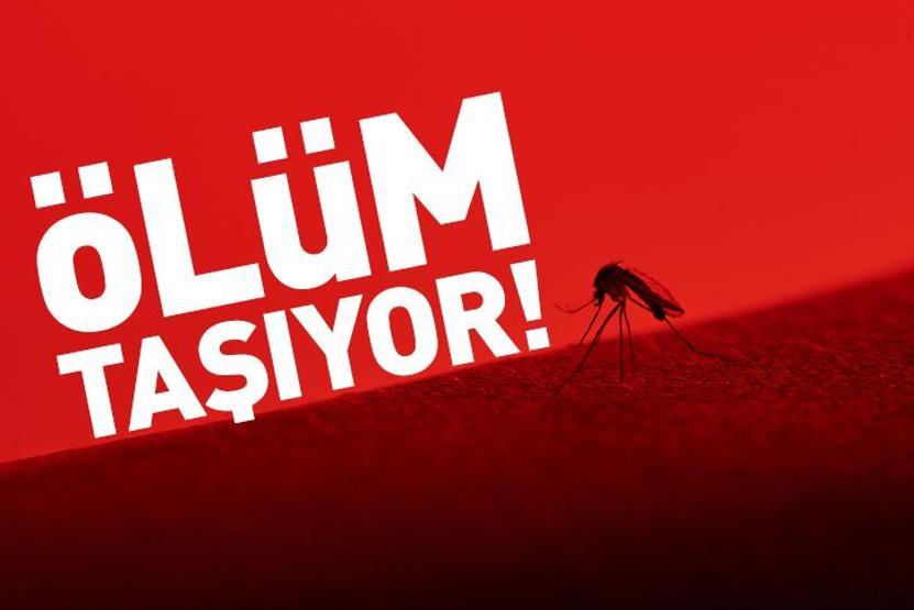 Ölüm taşıyan sivrisinek cinsi: Aedes