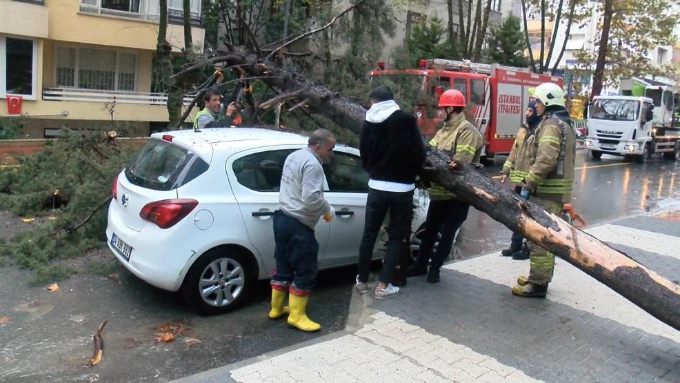 Maltepe'de ağaç otomobilin üzerine devrildi