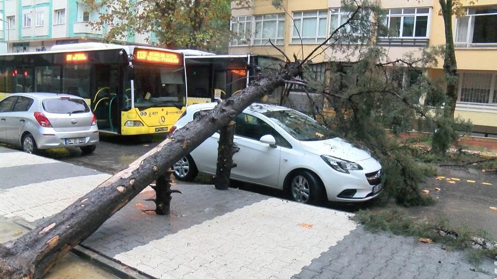 Maltepe'de ağaç otomobilin üzerine devrildi