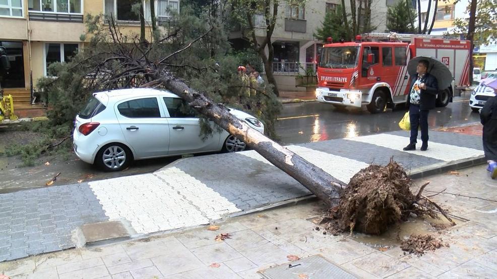Maltepe'de ağaç otomobilin üzerine devrildi