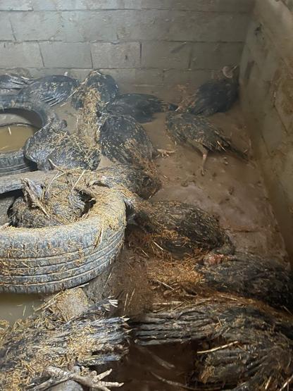 Diyarbakır'daki sağanak felaketi! Köprü yıkıldı, 200 hindi öldü, arı kovanları zarar gördü