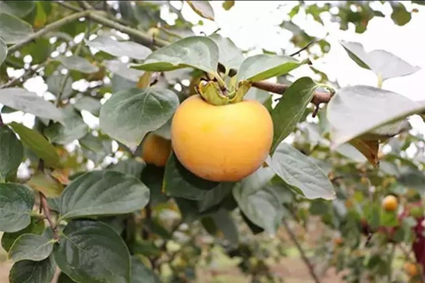 Vücuda sayısız faydası olan cennet hurmasının dikkat çeken zararı