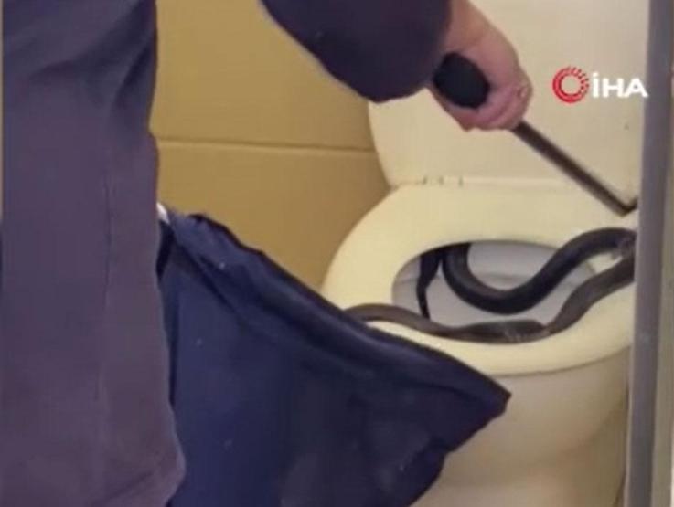 Tuvalete girdi kabusu yaşadı Klozetten zehirli yılan çıktı