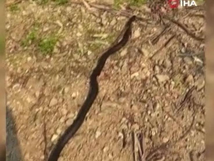 Tuvalete girdi kabusu yaşadı Klozetten zehirli yılan çıktı