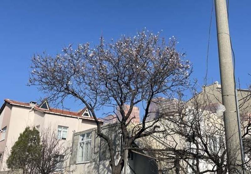 ‘Yalancı bahara aldanan meyve ağaçları çiçek açtı