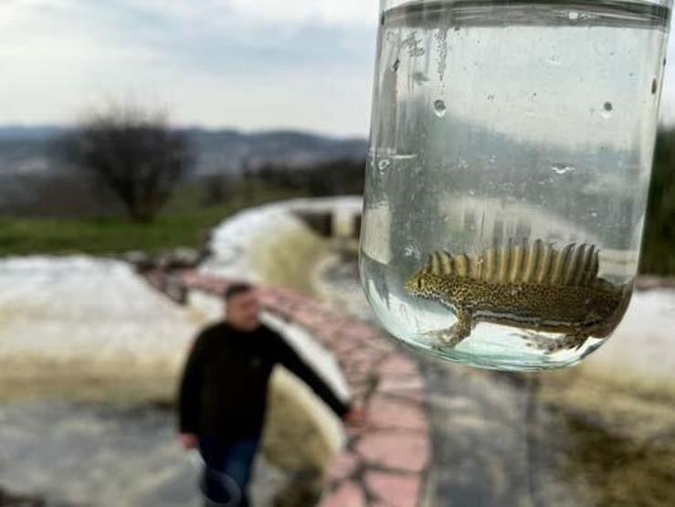 Nesli tükenme tehlikesi altında: Süs havuzunda bulundular