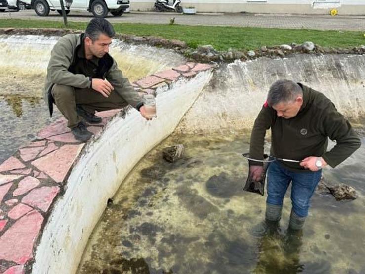 Nesli tükenme tehlikesi altında: Süs havuzunda bulundular