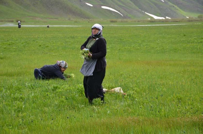 Bu otu toplamak için 200 km yol gidiyorlar! Peynirin içine katılıyor, faydası say say bitmiyor: Sirik otu... - Güncel Haberler Son Dakika