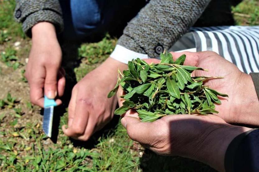 Sivas'ta yeti�iyor, d�nyaya �ifa olacak! Etkisi ara�t�r�ld�: �l�mc�l bula��c� hastal�klara ��z�m olabilir!