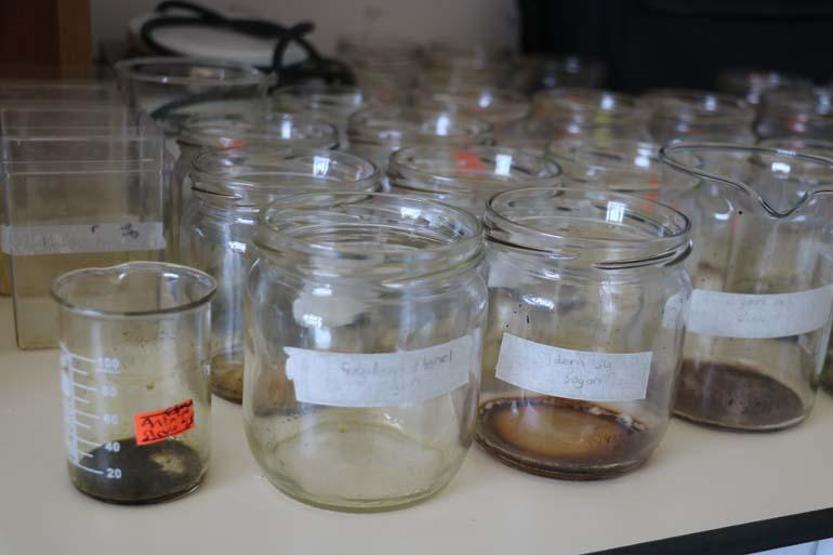 Sivas'ta yeti�iyor, d�nyaya �ifa olacak! Etkisi ara�t�r�ld�: �l�mc�l bula��c� hastal�klara ��z�m olabilir!