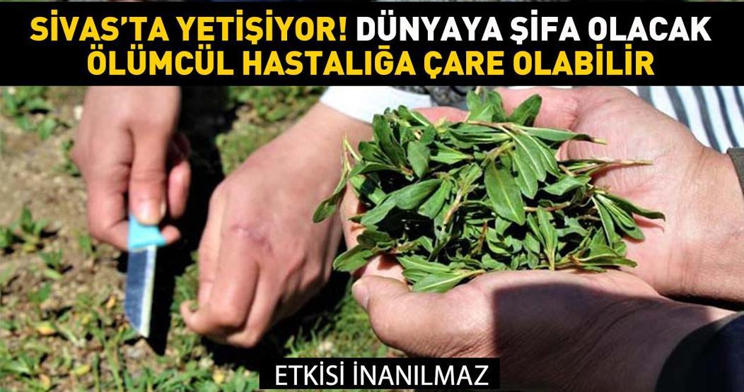 Sivas'ta yeti�iyor, d�nyaya �ifa olacak! Etkisi ara�t�r�ld�: �l�mc�l bula��c� hastal�klara ��z�m olabilir!