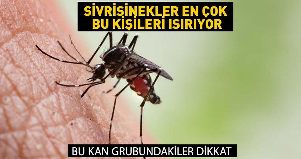 Duyunca çok şaşıracaksınız Sivrisinekler en çok o kişileri ısırıyor... Bu kan grubundakiler dikkat 7 risk grubu