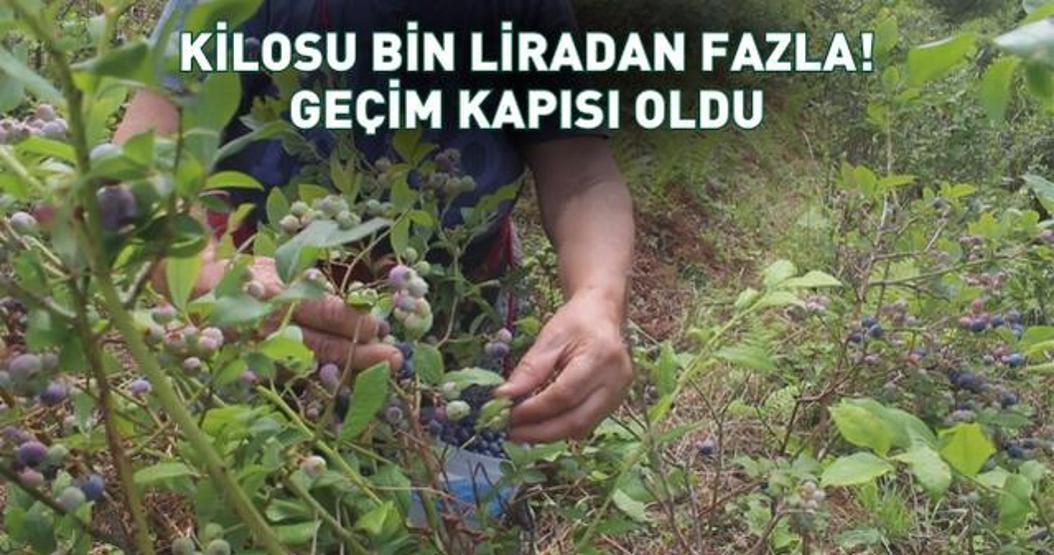 Hastalığına şifa olsun diye yetiştirmeye başladı, geçim kapısı oldu: Kilosu bin 300 lira Altın gibi gramla tartılıyor