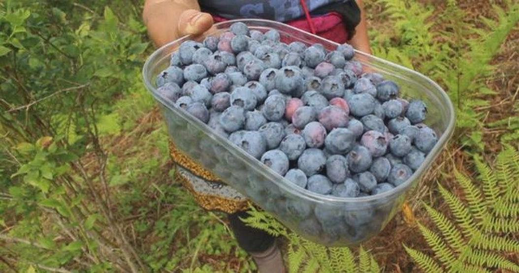 Hastalığına şifa olsun diye yetiştirmeye başladı, geçim kapısı oldu: Kilosu bin 300 lira Altın gibi gramla tartılıyor