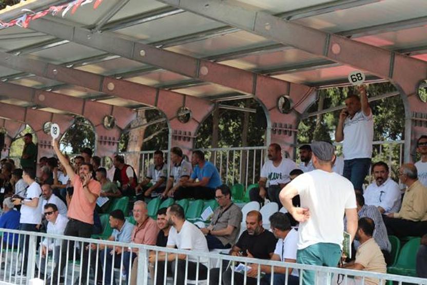 İnzibat adlı tay 2 milyon liraya satıldı