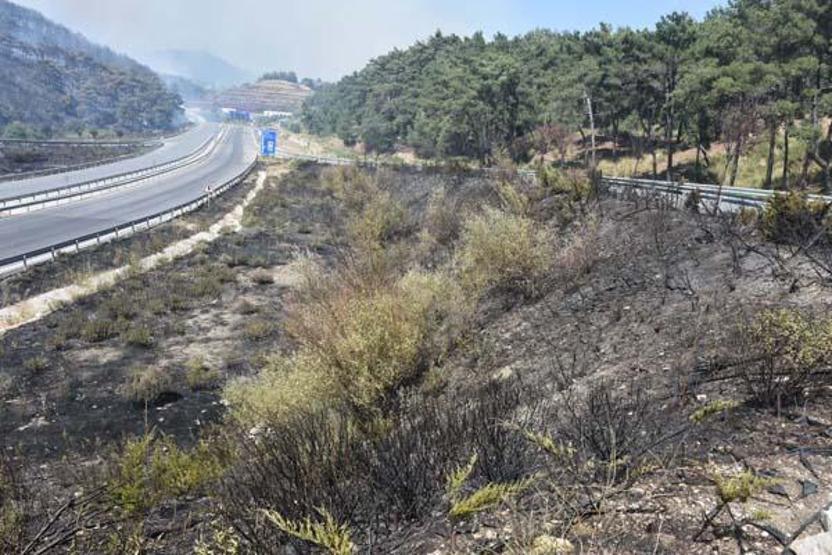 SON DAKİKA HABERİ: İzmir-Bornovada orman yangını