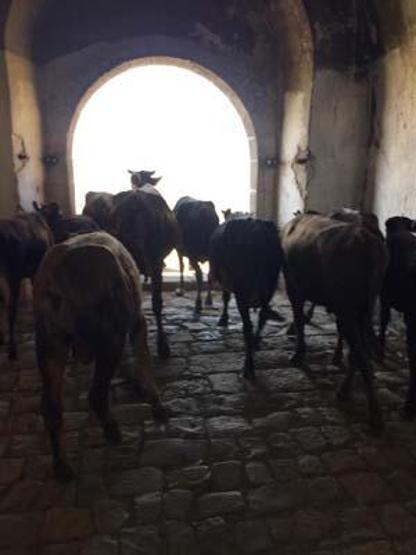 Tarihe tanıklık etmişti: Ahıra döndü