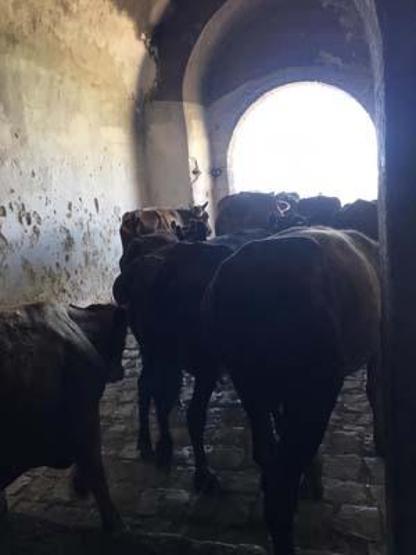 Tarihe tanıklık etmişti: Ahıra döndü