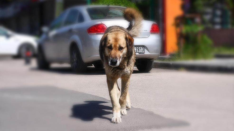 HABER... Başıboş sokak köpekleri düzenlemesi TBMMde kabul edildi 10 soru 10 cevap