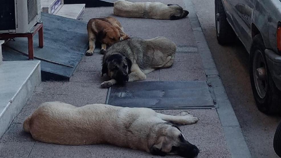 HABER... Başıboş sokak köpekleri düzenlemesi TBMMde kabul edildi 10 soru 10 cevap