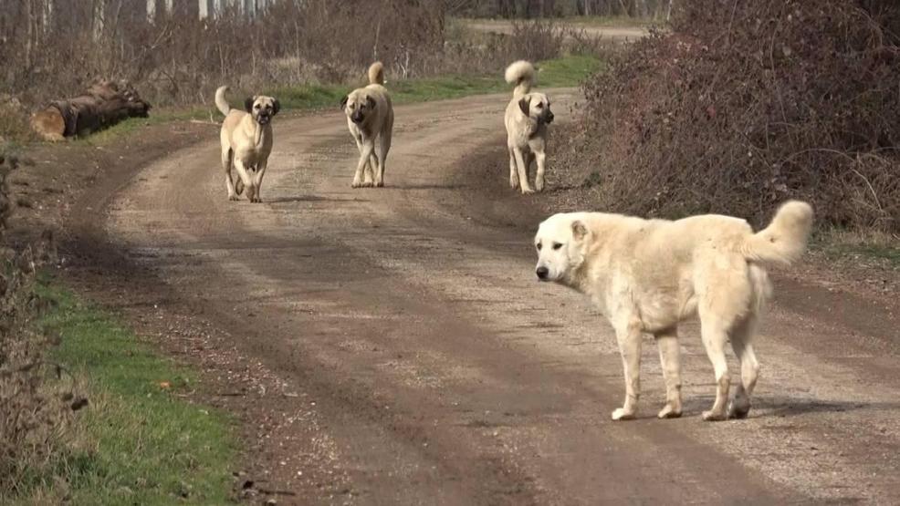 HABER... Başıboş sokak köpekleri düzenlemesi TBMMde kabul edildi 10 soru 10 cevap