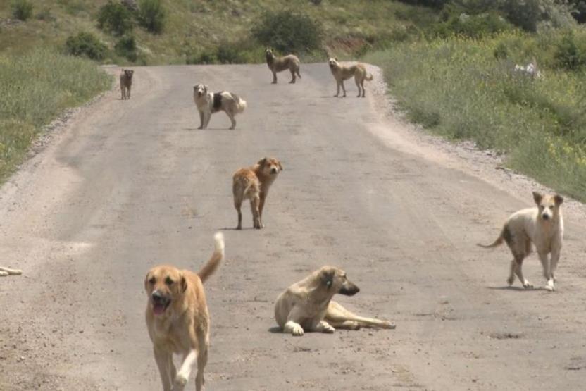 HABER... Başıboş sokak köpekleri düzenlemesi TBMMde kabul edildi 10 soru 10 cevap
