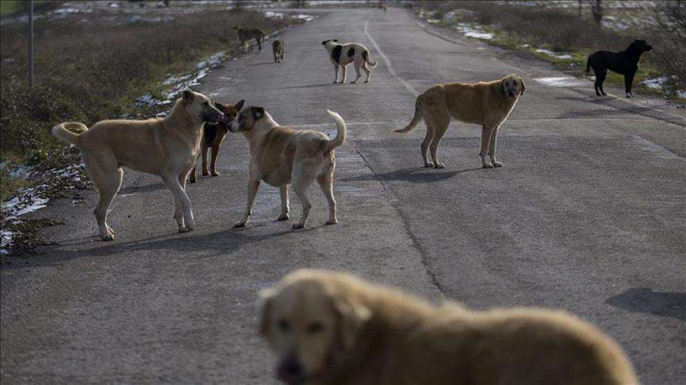 HABER... Başıboş sokak köpekleri düzenlemesi TBMMde kabul edildi 10 soru 10 cevap