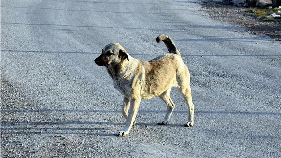 HABER... Başıboş sokak köpekleri düzenlemesi TBMMde kabul edildi 10 soru 10 cevap