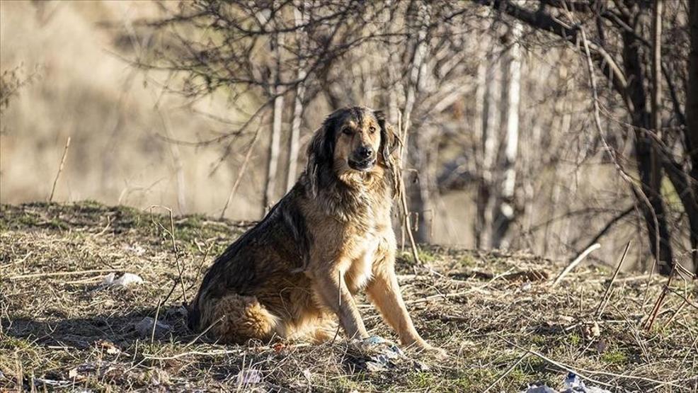 HABER... Başıboş sokak köpekleri düzenlemesi TBMMde kabul edildi 10 soru 10 cevap