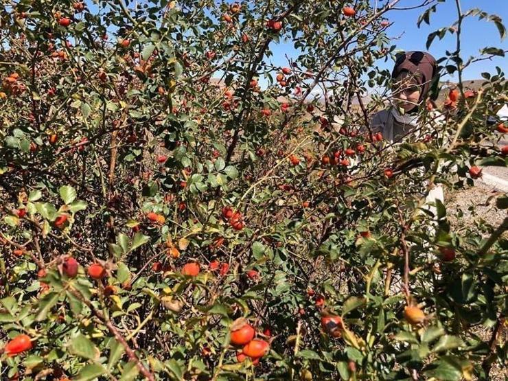 C vitamini açısından en zengin besin Marmelat, reçel ve çay olarak tüketiliyor... Vatandaşların geçim kaynağı oldu