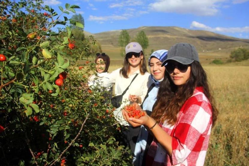 C vitamini açısından en zengin besin Marmelat, reçel ve çay olarak tüketiliyor... Vatandaşların geçim kaynağı oldu