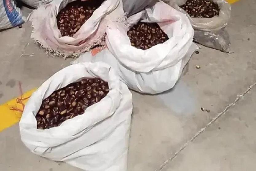 Kilosu 250 TL’ye dayandı Doğal ağrı kesici İltihaplanmayı azaltıyor,  cilt sorunlarına iyi geliyor