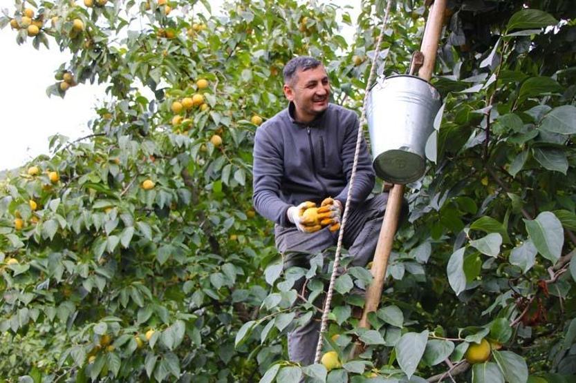 SARI ALTIN VİTAMİN DEPOSU ÇIKTI Bu meyveyi yiyen kolay kolay hastalanmıyor Doğal A, C, B1, B2 ve B3 vitaminleri, magnezyum, kalsiyum kaynağı