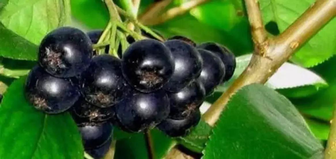 ��te k���n v�cudunuzu �elik gibi yapan pek bilinmeyen o besinler: