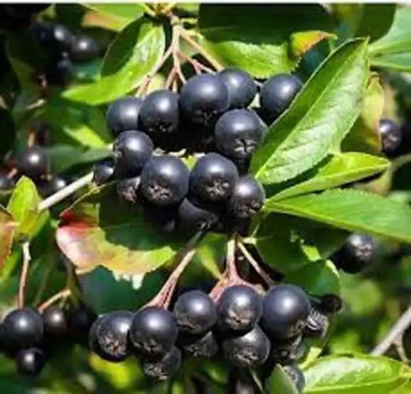 ��te k���n v�cudunuzu �elik gibi yapan pek bilinmeyen o besinler: