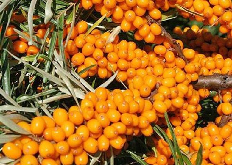 ��te k���n v�cudunuzu �elik gibi yapan pek bilinmeyen o besinler: