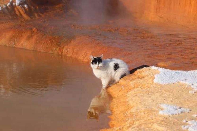Fotoğraflar Sibiryadan değil Sivastan Kedi adeta dondu