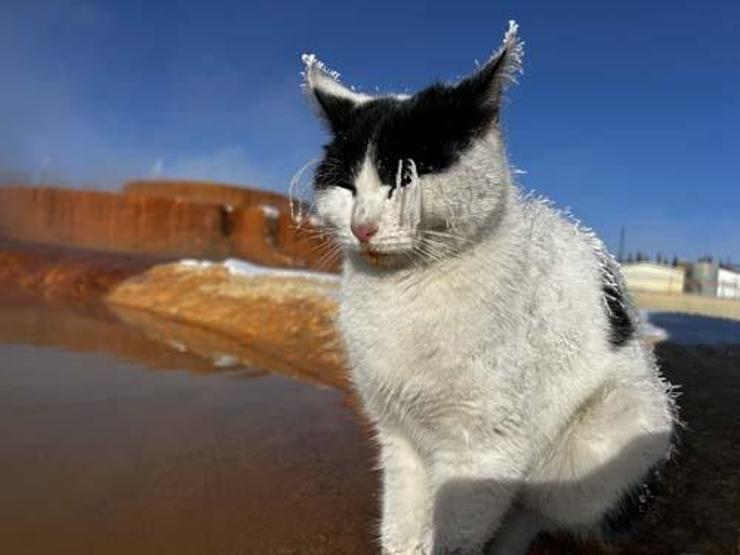 Fotoğraflar Sibiryadan değil Sivastan Kedi adeta dondu