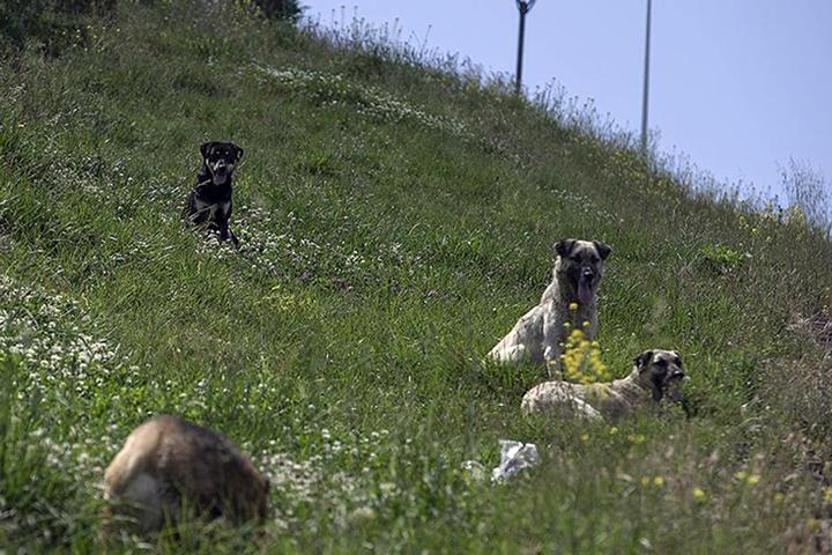 81 il valiliğine sahipsiz sokak hayvanları yazısı: Her biri ceza yolda