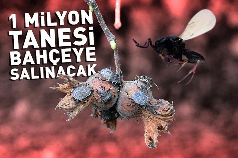 SAMURAY GÜN SAYIYOR: 1 milyon tanesi haziranda bahçeye salınacak