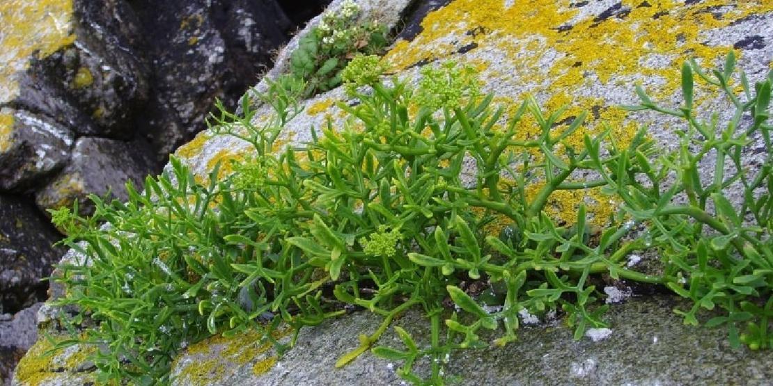 Doğadan gelen şifa C vitamini ile bağışıklığı güçlendiriyor, kalp sağlığını koruyor