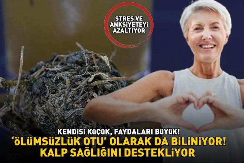 ÖLÜMSÜZLÜK OTU OLARAK DA BİLİNİYOR Kendisi küçük, faydaları büyük: Kalp sağlığını destekliyor, stres ve anksiyeteyi azaltıyor
