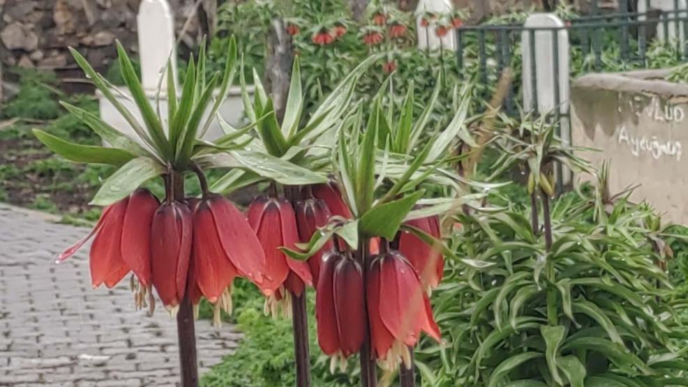 Vanda açan ters laleler ile kardelenler doğayı süsledi
