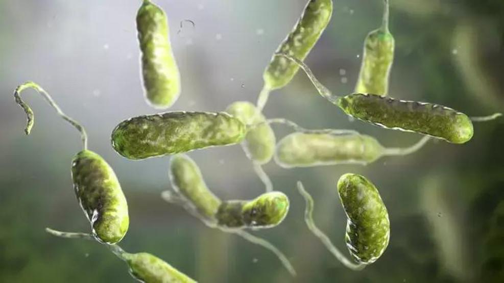 TÜRKİYEDE DE VAR Ölümcül Enfeksiyonlara Yol Açabiliyor Plajlarda ‘Vibrio’ Alarmı
