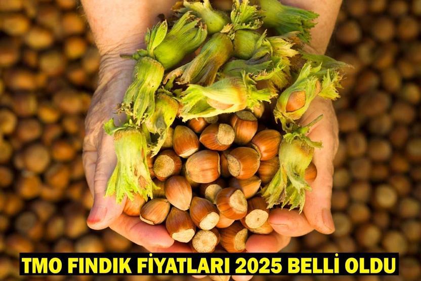 TMO FINDIK FİYATLARI 2025 (GİRESUN, LEVANT, SİVRİ KALİTE): TMO’nun kilogram başına fındık alım fiyatları ne kadar oldu