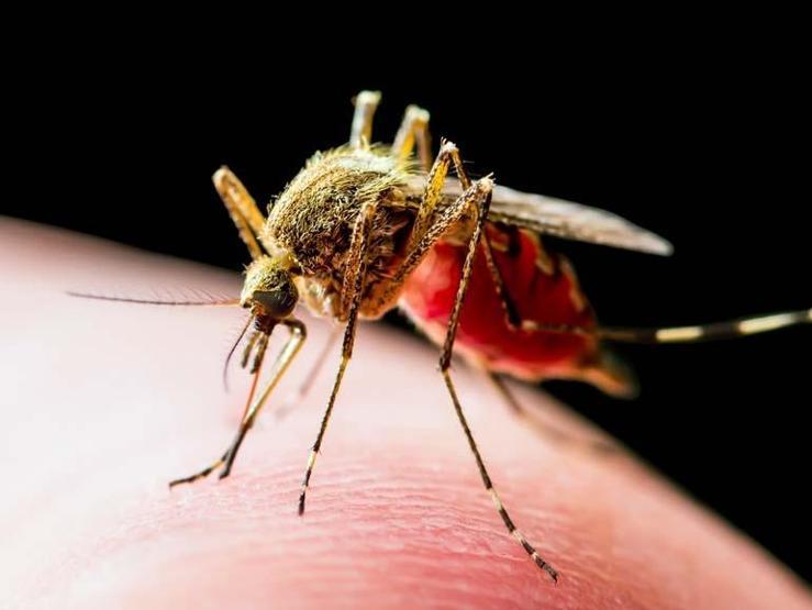 Covid-19 Sonrası Yeni Salgın Kapıda mı Dünyayı Alarma Geçirdi Chikungunya Virüsü Nedir Chikungunya Virüsü Nasıl Bulaşır, Belirtileri Nelerdir