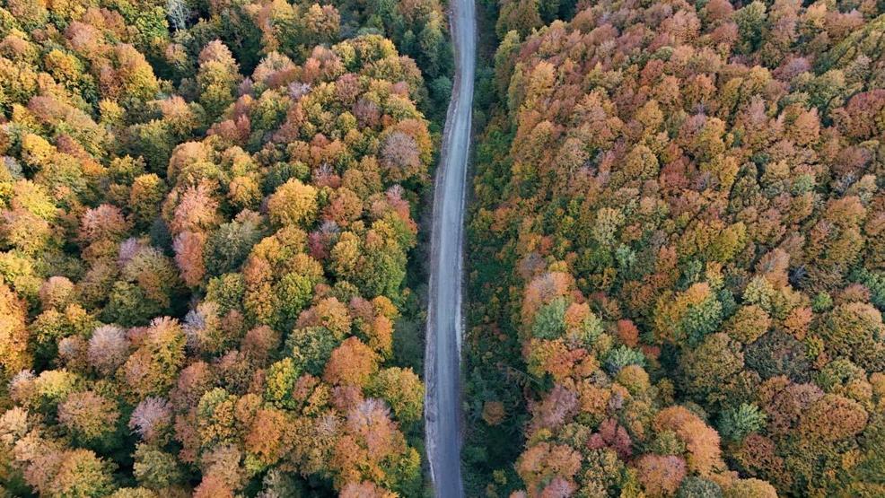 Kırklarelinin Longoz ve Istranca ormanları sonbaharın renklerine büründü